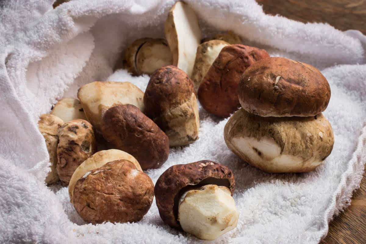 boletus rex veris or spring porcini 