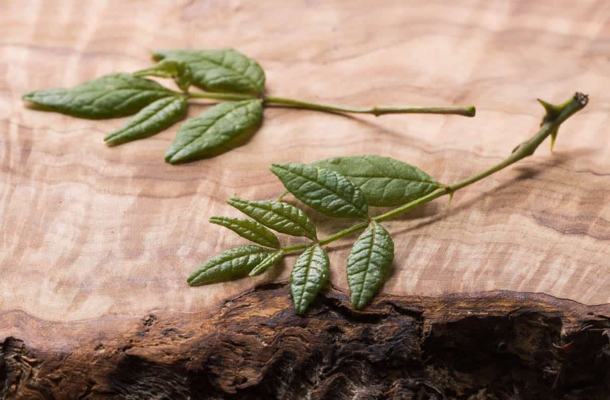 zanthoxylum leaves kinome leaves, sansho