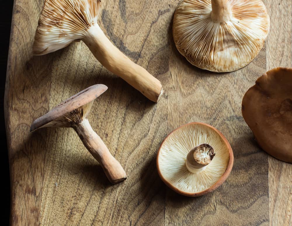 Lactarius volemus 