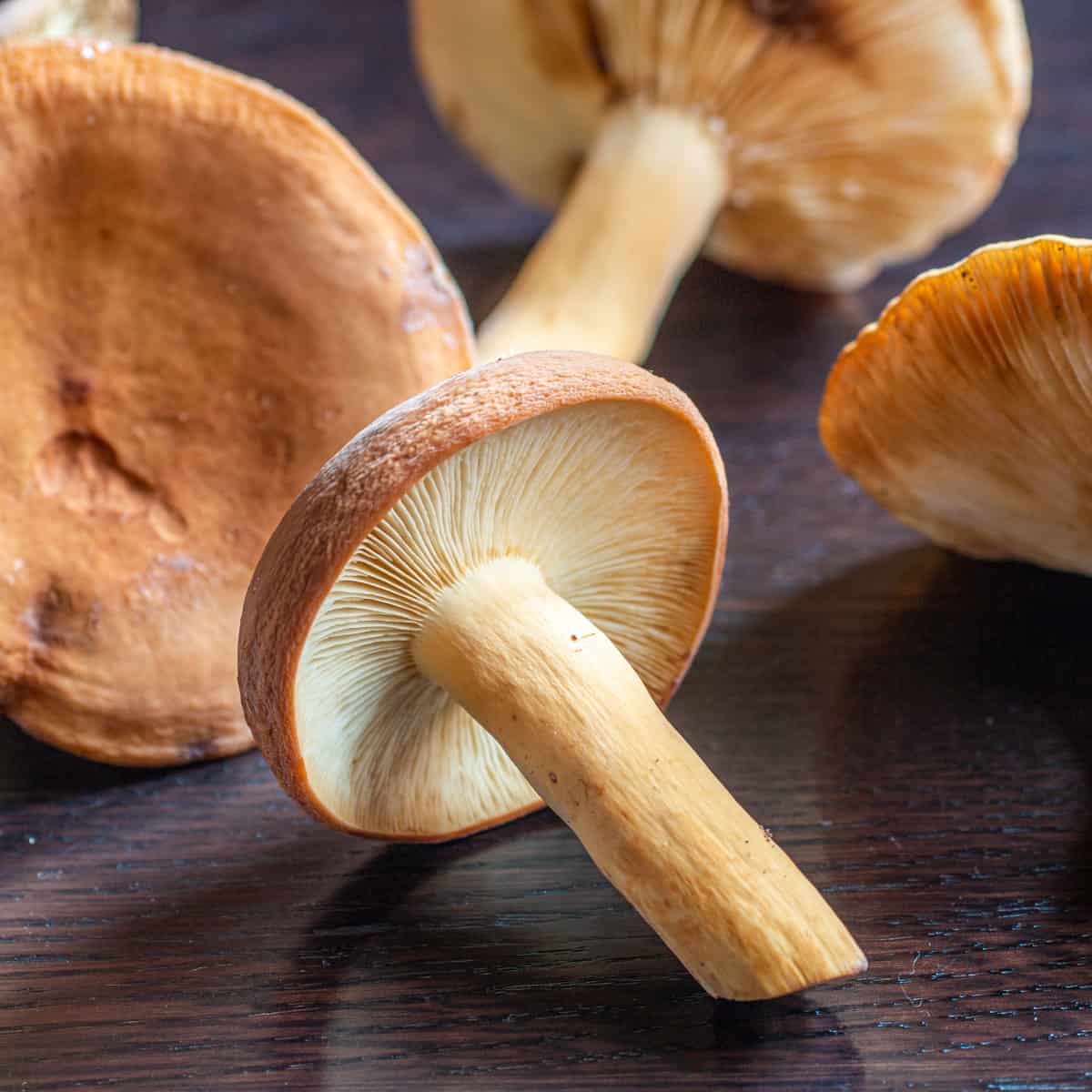 Lactarius volemus 