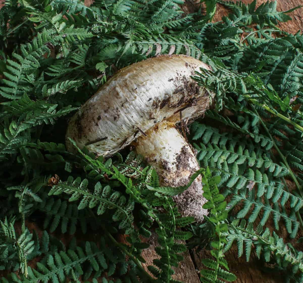 matsutake-mushrooms-baked-in-parchment