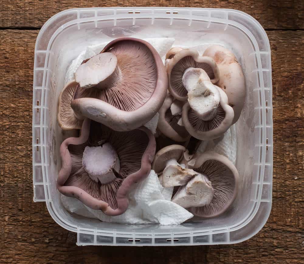 Blewit mushroom or Clitocybe nuda