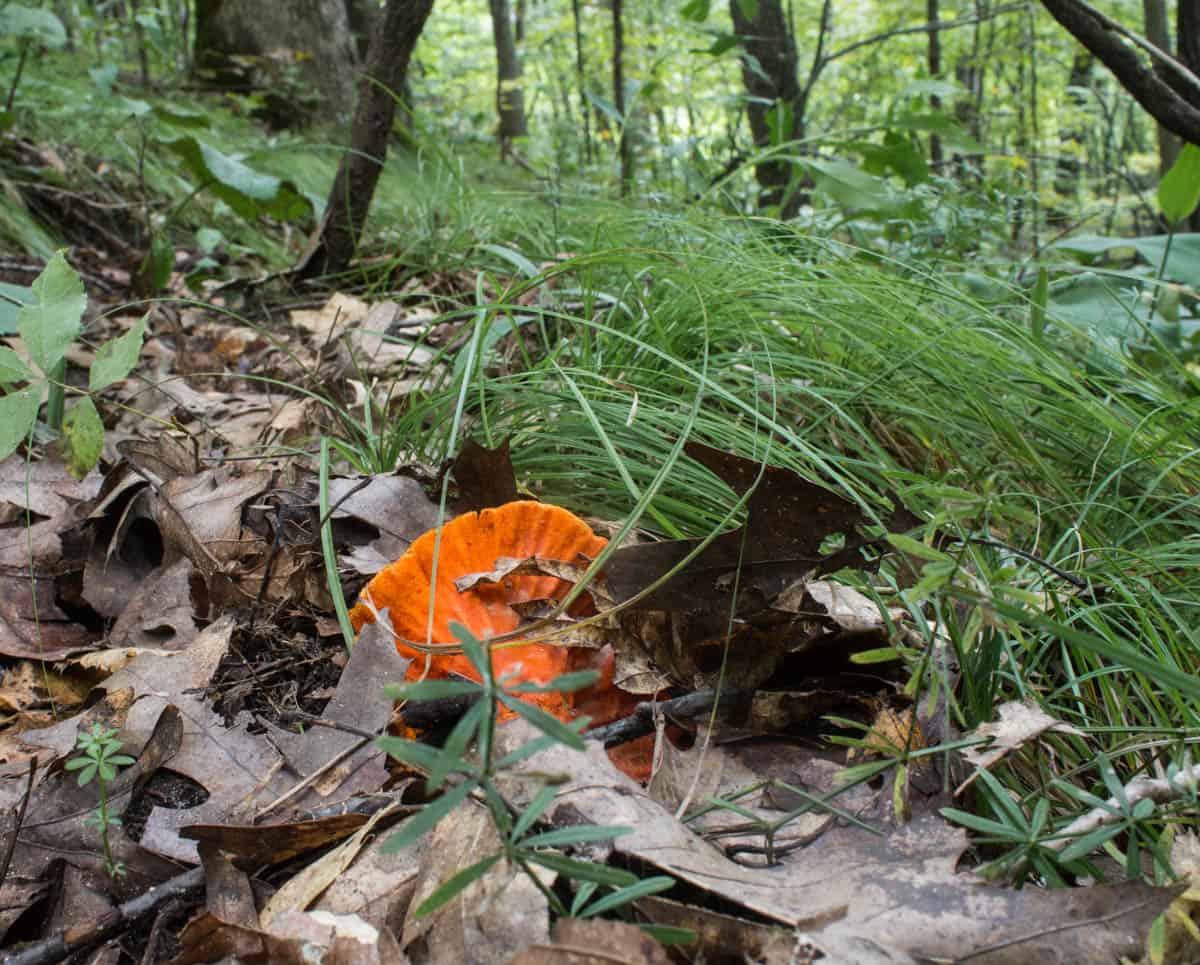 lobster mushroom hypomyces 