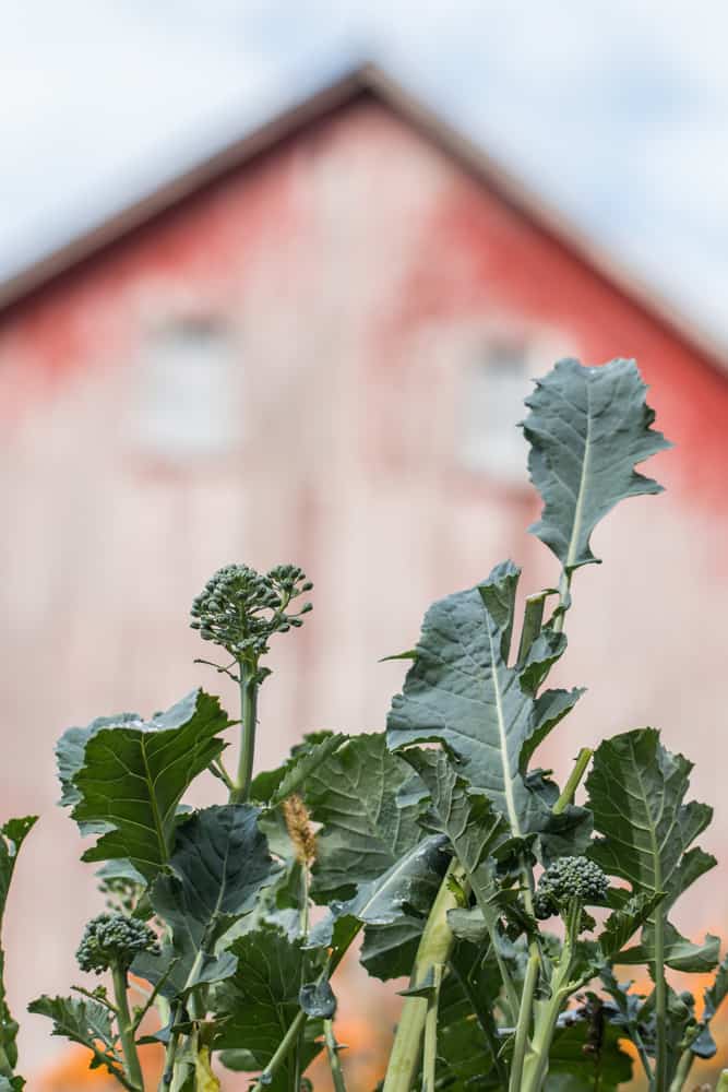 Baby spigariello or Italian broccoli leaves by an old red barn 