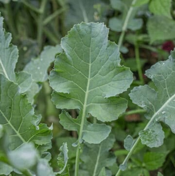 Baby spigariello or Italian broccoli leaves
