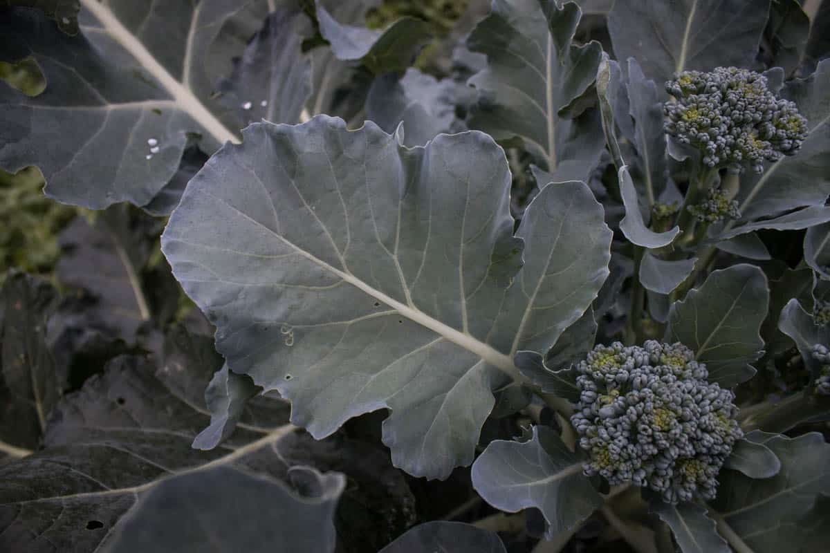 Cooking with Broccoli Leaves