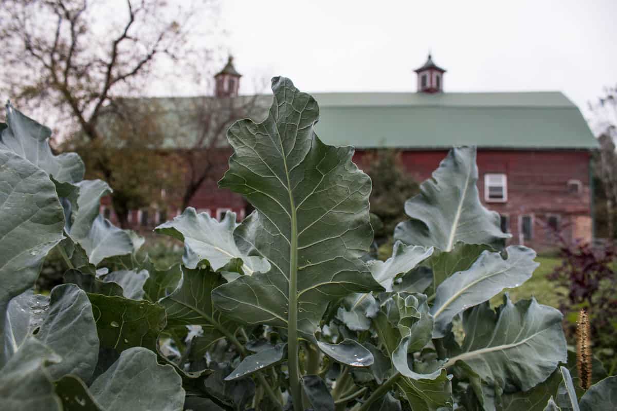 broccoli leaves 