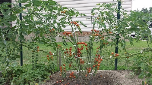 cherry tomato plant from tomato project 