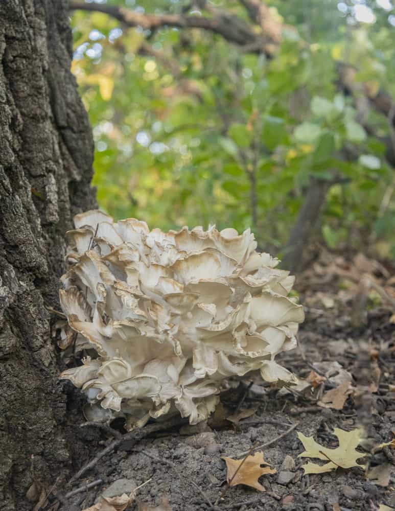 hen of the woods or maitake mushroom growing on a red oak tree