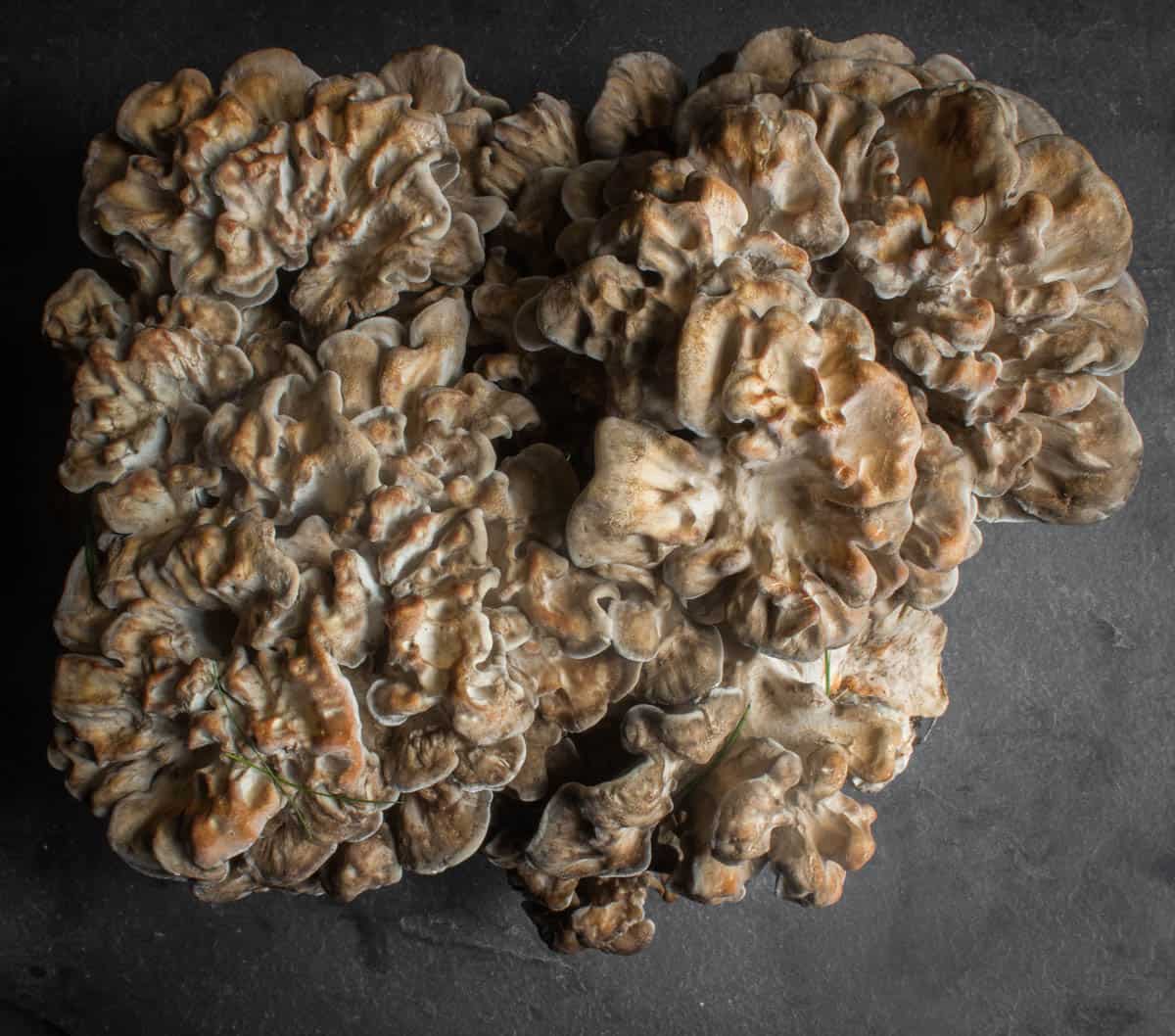 hen of the woods mushroom maitake