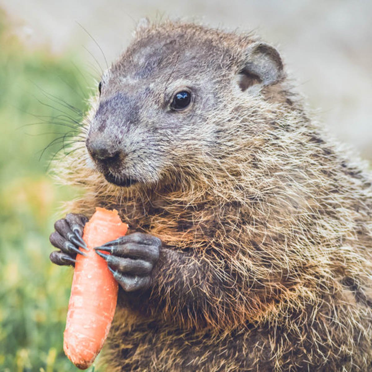 woodchuck vs groundhog