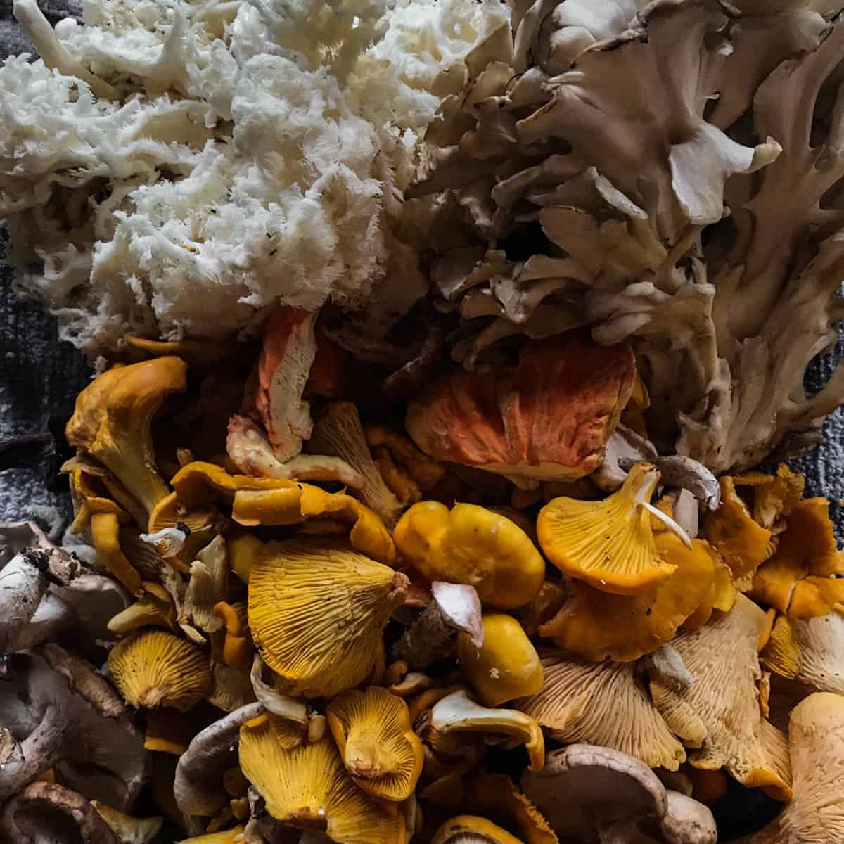 Chanterelle, hericium, maitake, chicken of the woods mushrooms