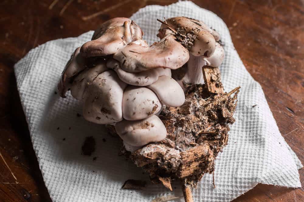 blewit mushroom clitocybe nuda wood blewit