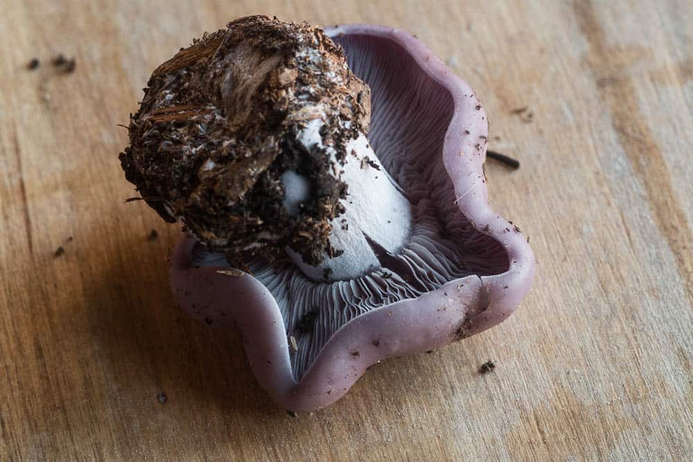 tips-on-harvesting-and-cooking-blewit-mushrooms