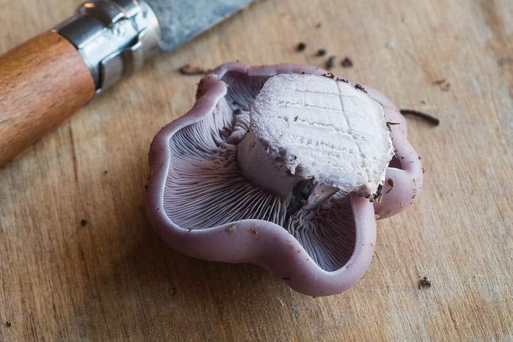 blewit mushroom clitocybe nuda wood blewit