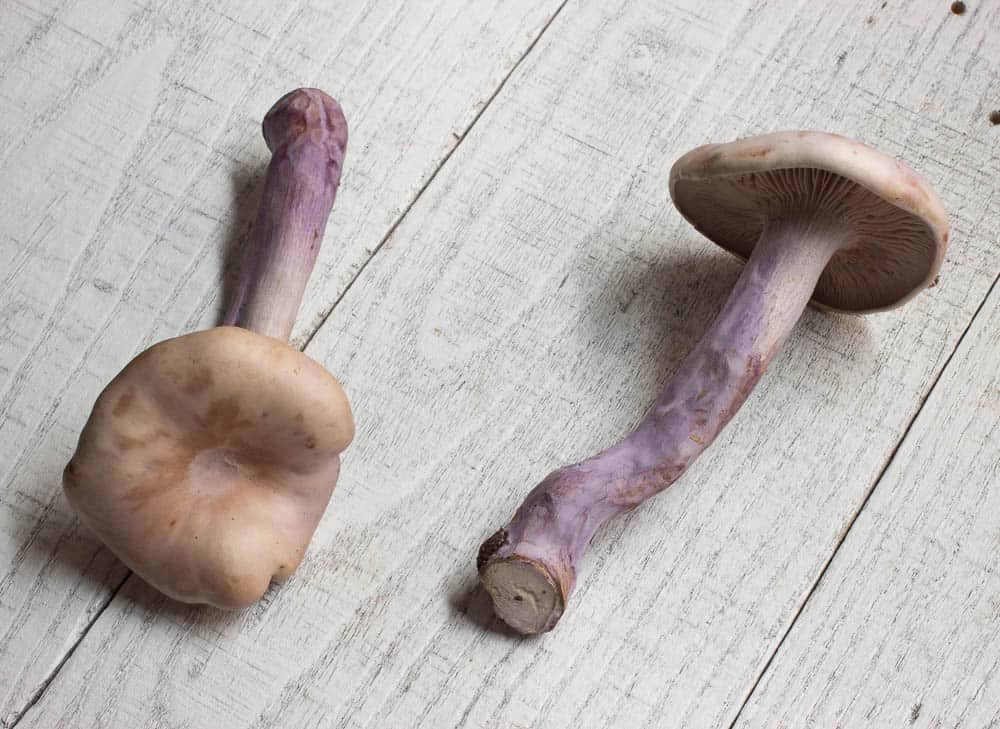 Cultivated blewits from France