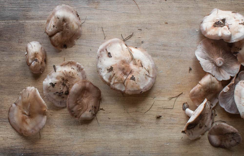 Mature blewits, with light colored caps.