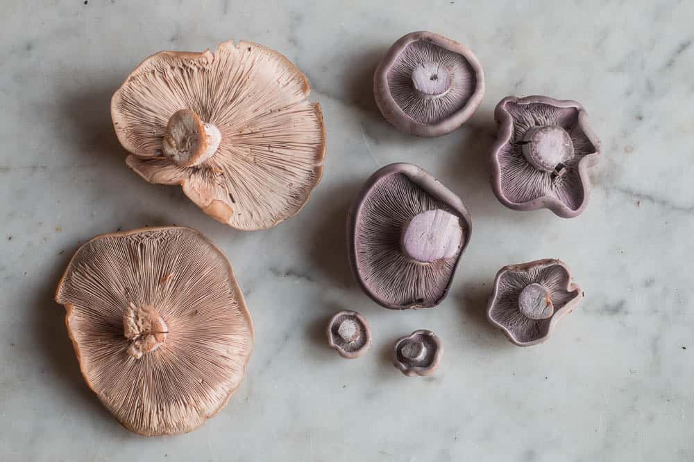 blewit mushroom clitocybe nuda wood blewit