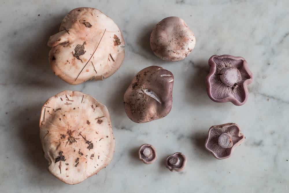 blewit mushroom clitocybe nuda wood blewit