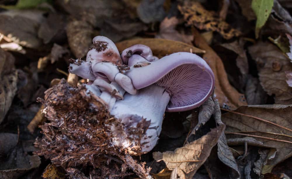 blewit mushroom clitocybe nuda wood blewit