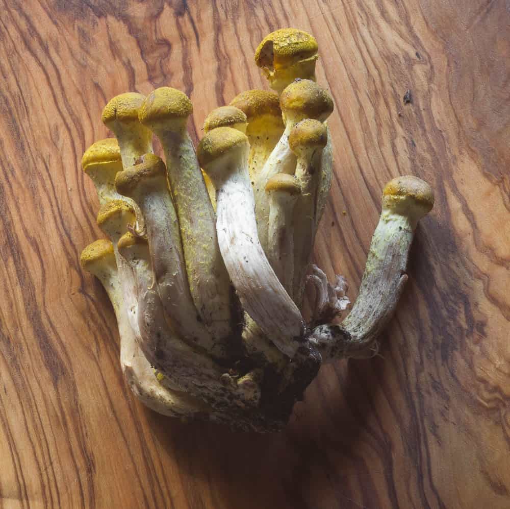 honey mushrooms 