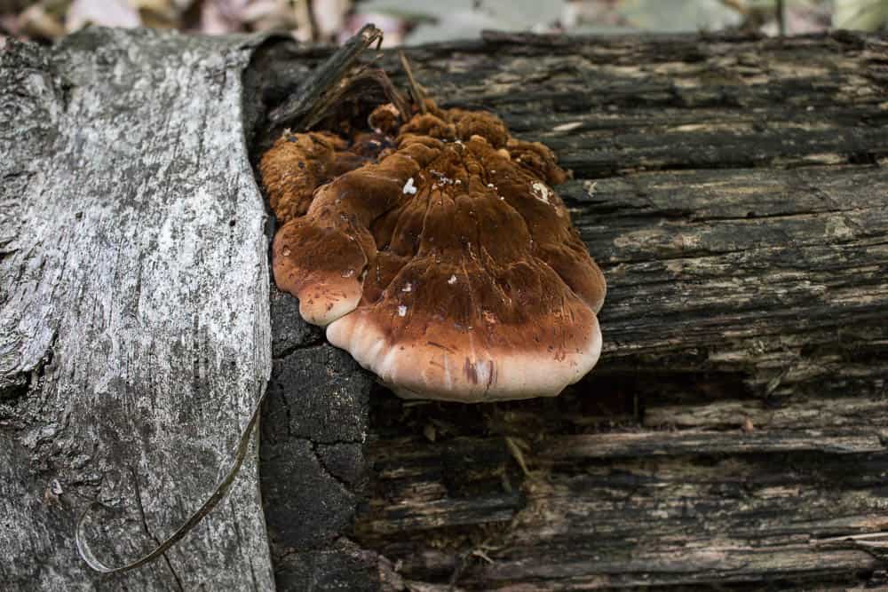 Ischnoderma resinosum mushroom 
