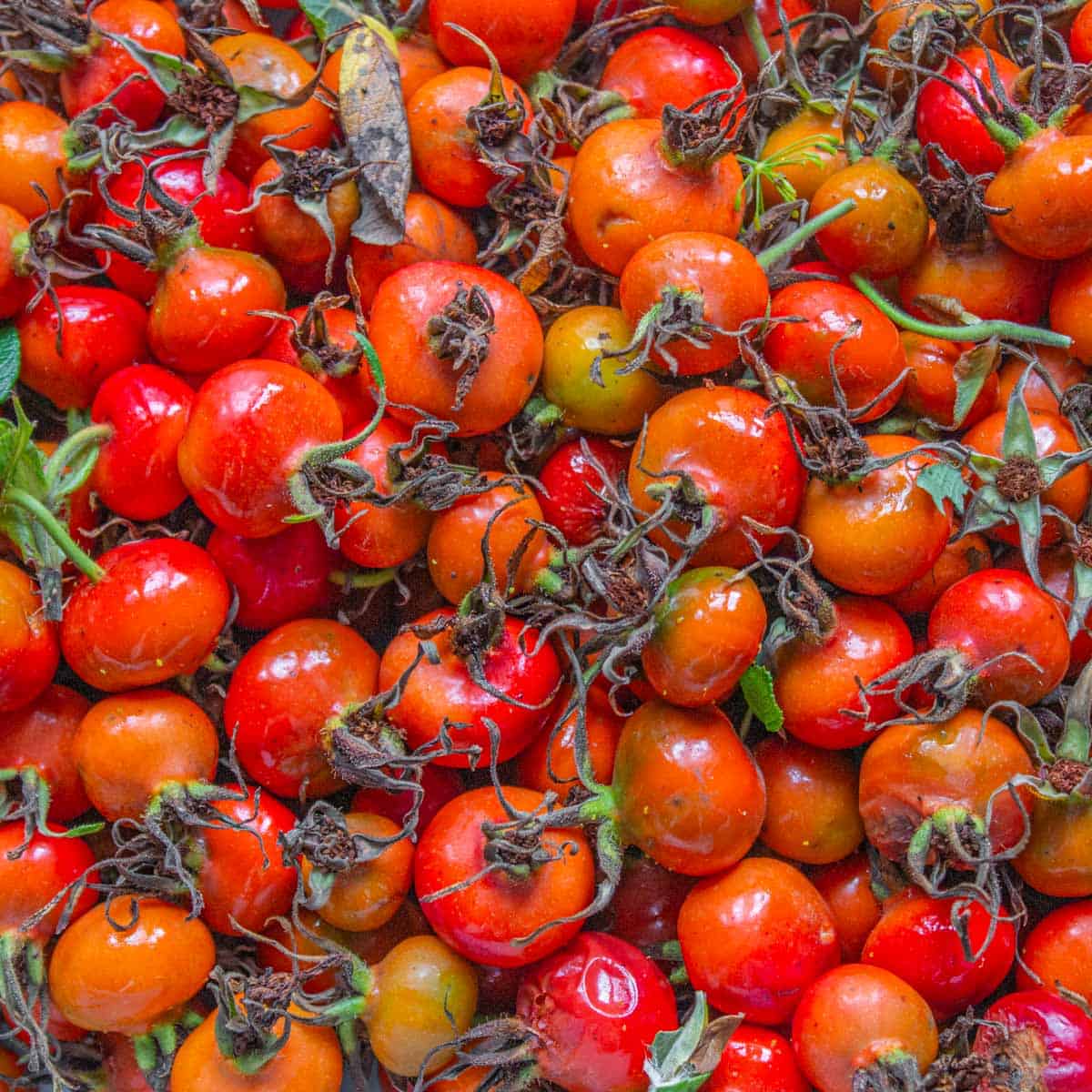 Rose Hip Jelly from Wild or Garden Roses (Low Sugar)