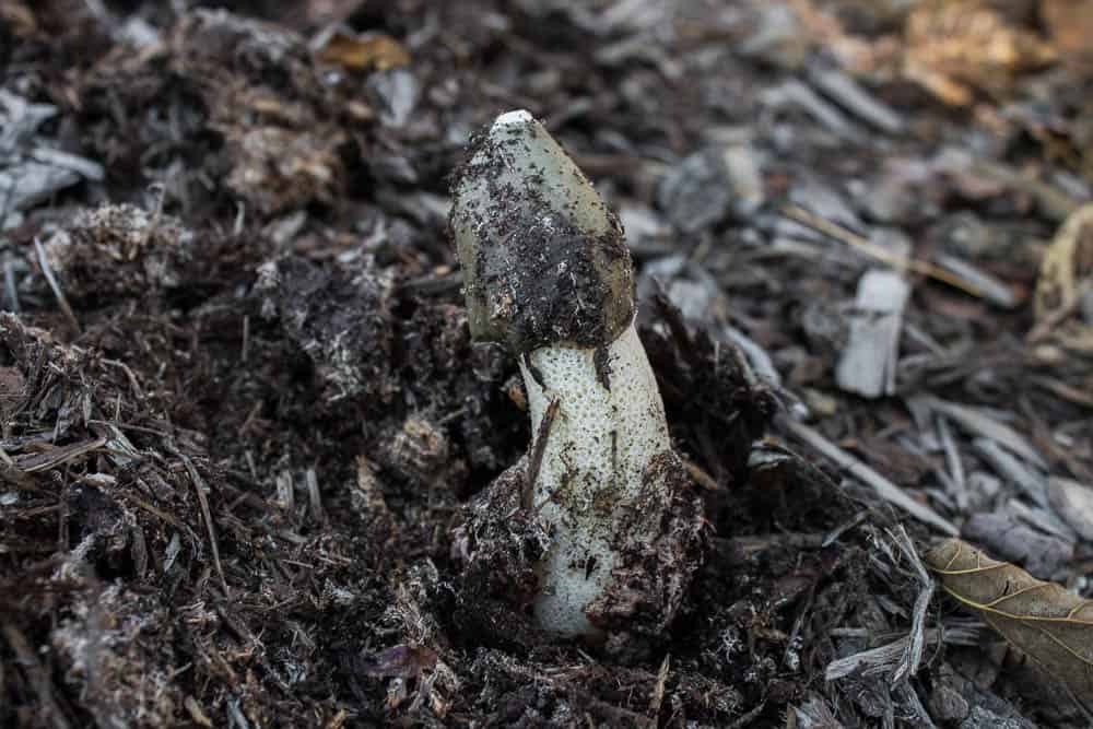 Stinkhorn mushroom 