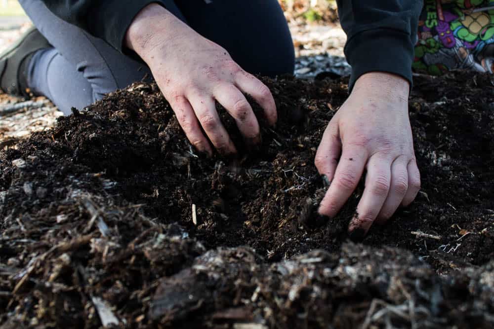 digging for stinkhorn eggs 