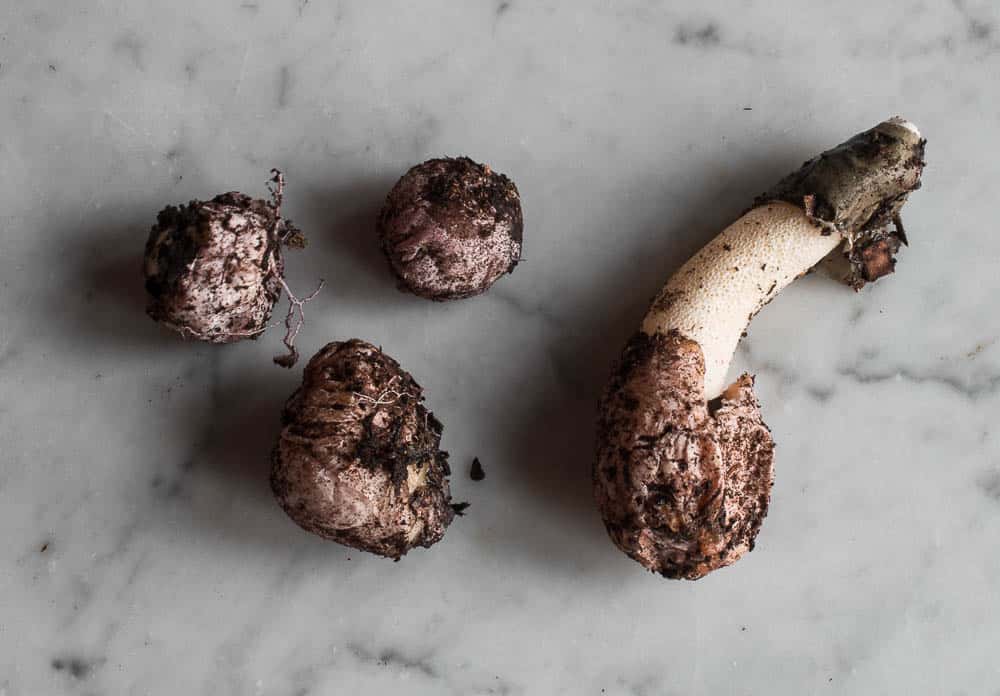 Stinkhorn Eggs