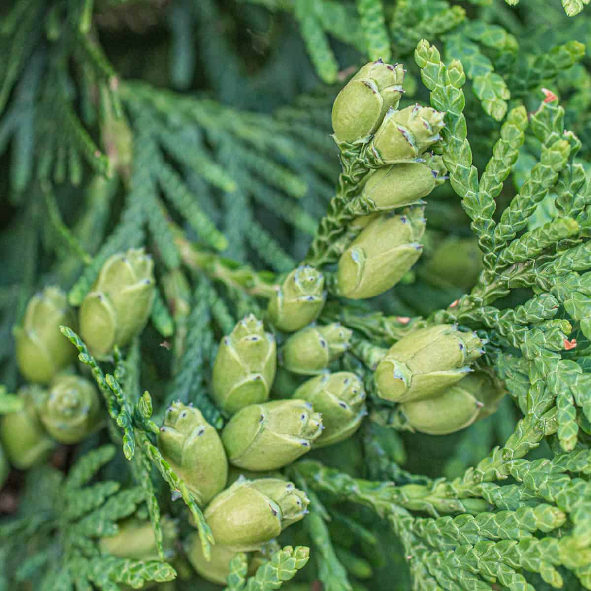 foraged edible cedar cones 