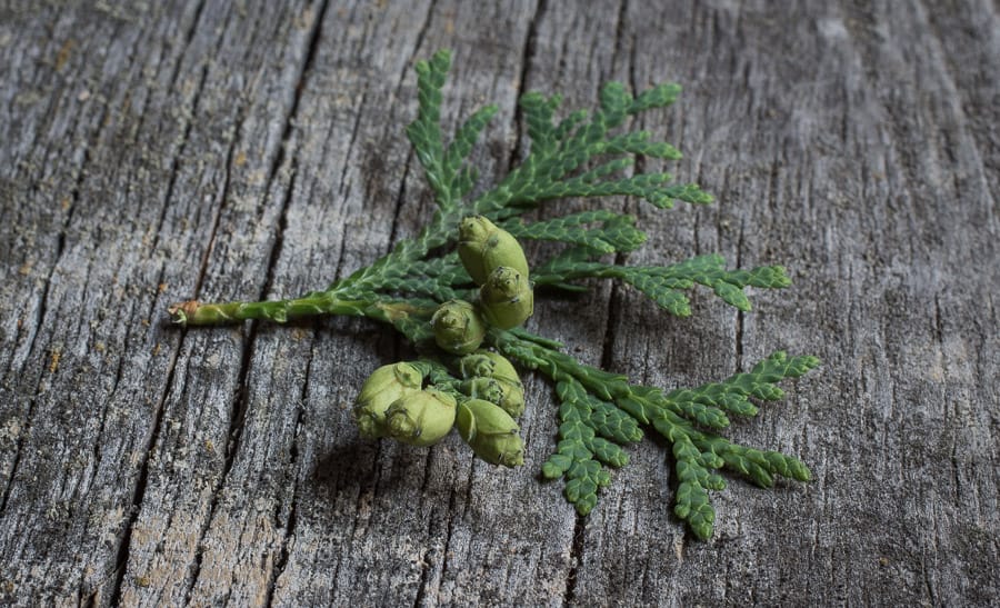 foraged edible cedar cones 