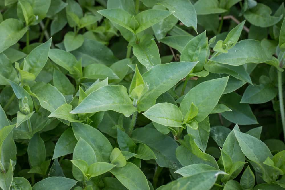 edible water chickweed or stellaria media