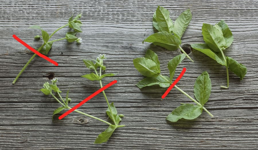 Edible chickweed or stellaria