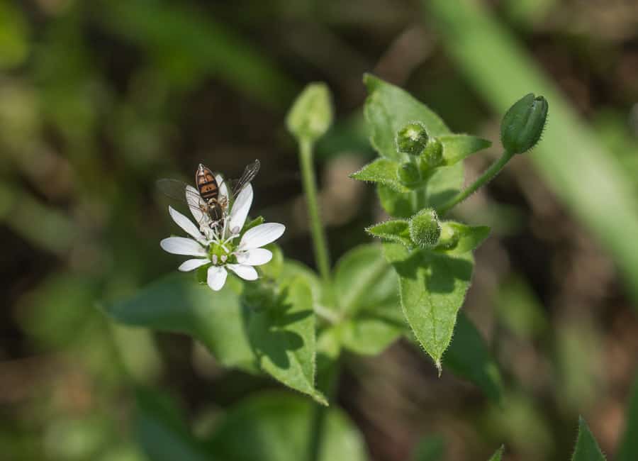 Edible chickweed or stellaria