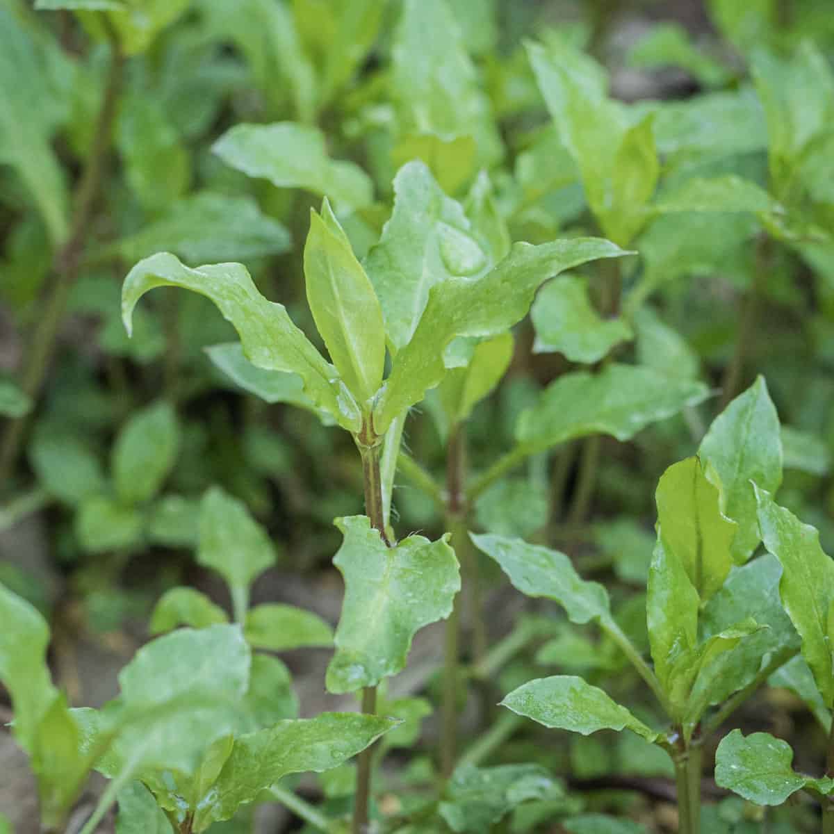 edible chickweed