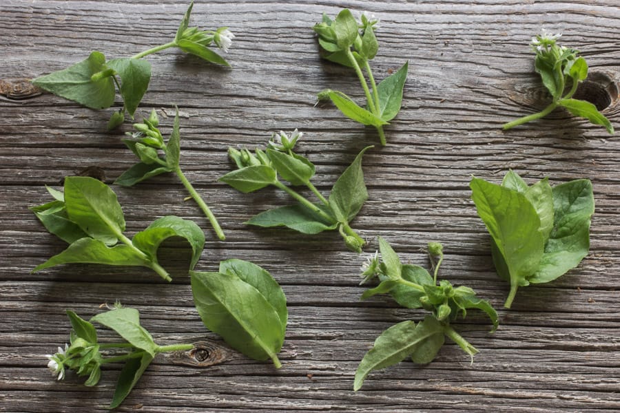 Edible chickweed or stellaria