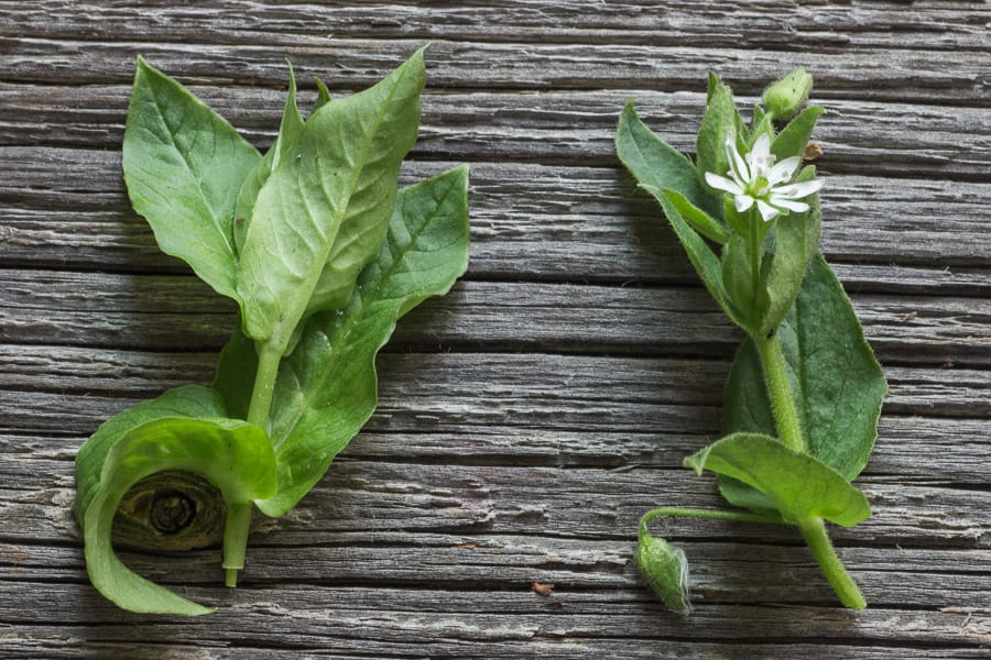 Edible chickweed or stellaria 