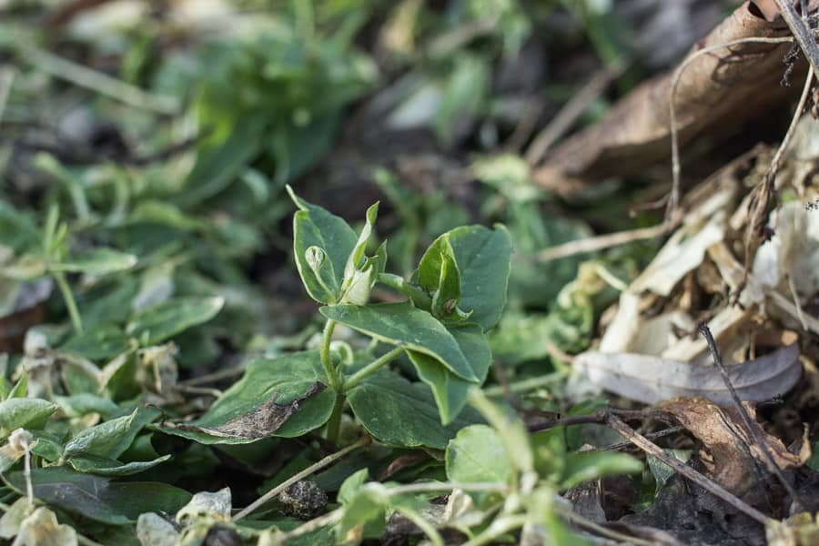 Edible chickweed or stellaria