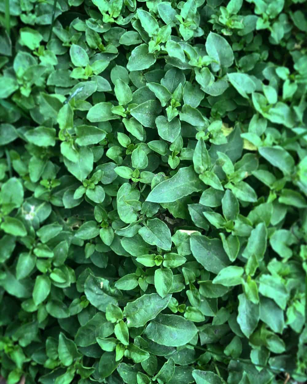 carpet of edible chickweed stellaria media