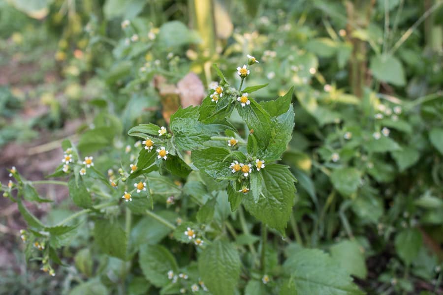 Galinsoga parviflora, the gallant soldier 