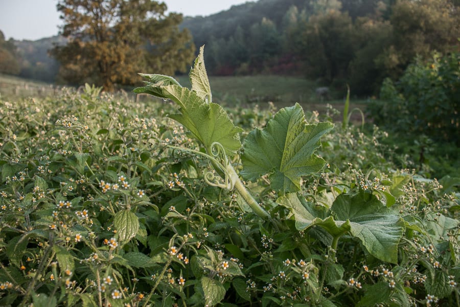 Galinsoga parviflora, the gallant soldier, and edible weed. 