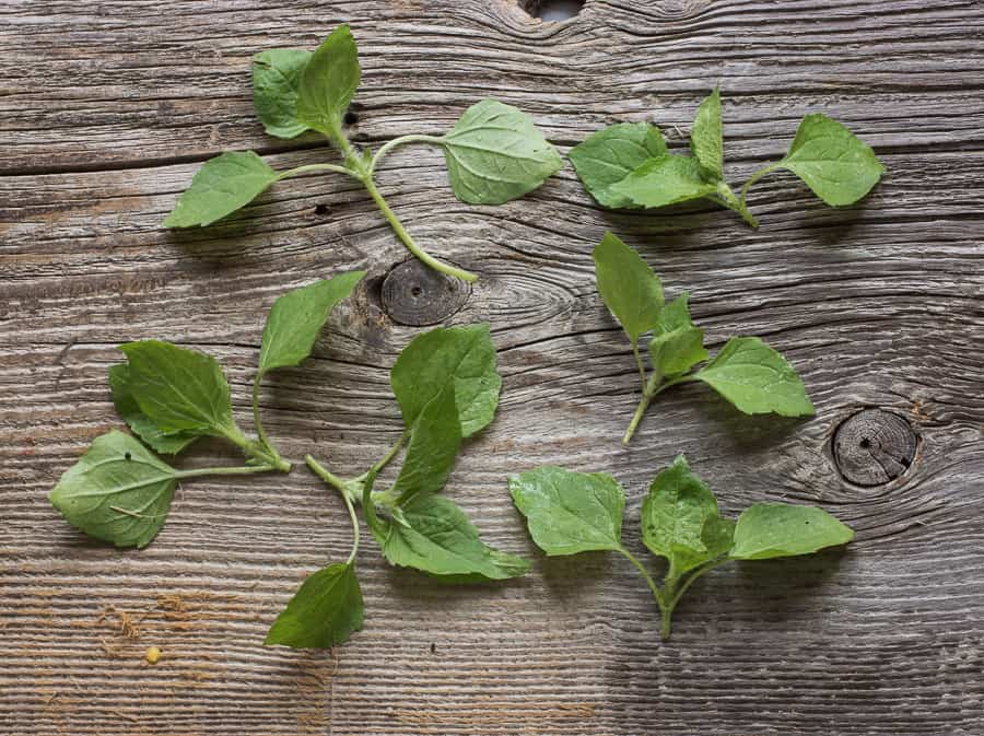 galinsoga parviflora, foraging, salad, gallant soldier, 