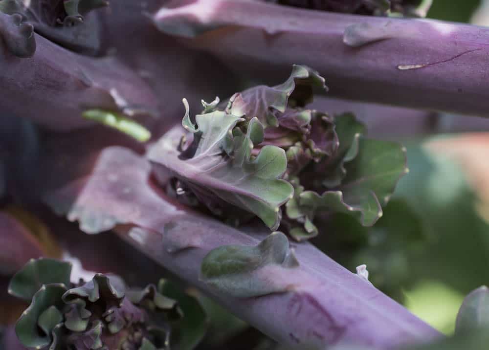 Kale Sprouts or Kalettes