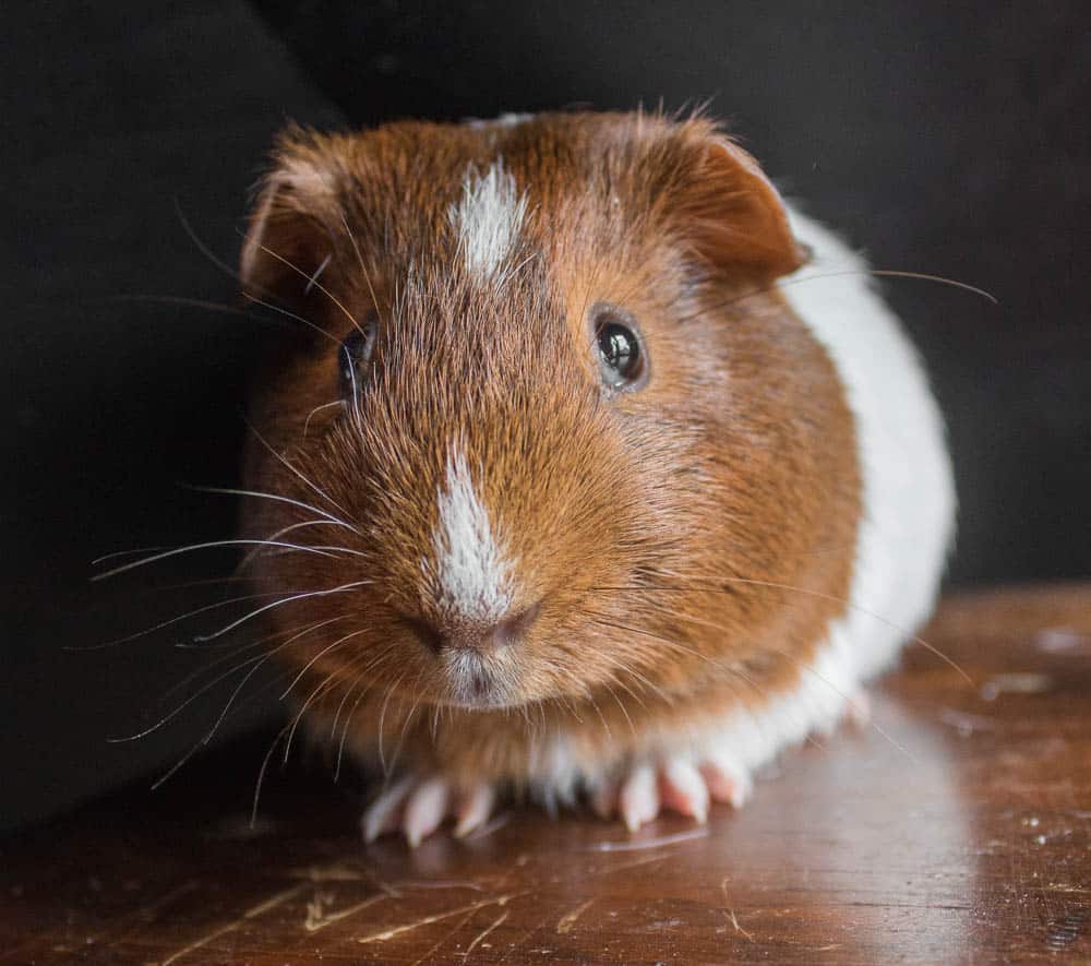 Guinea Pigs as Pets: Breeds, Behavior & Sounds