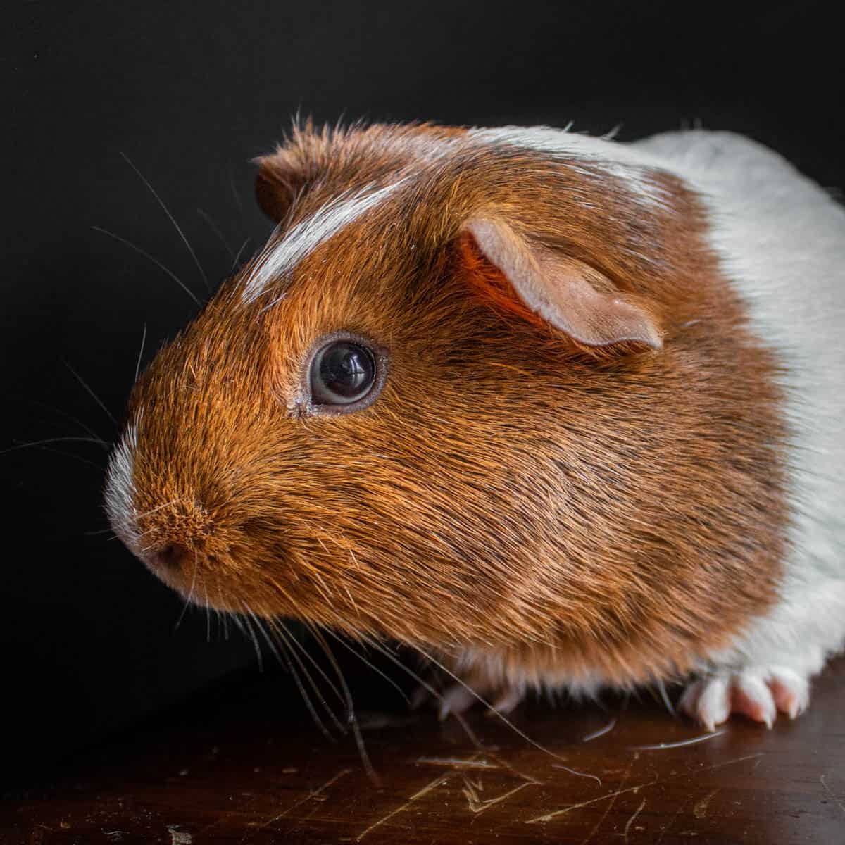 Guinea pig in clearance bed