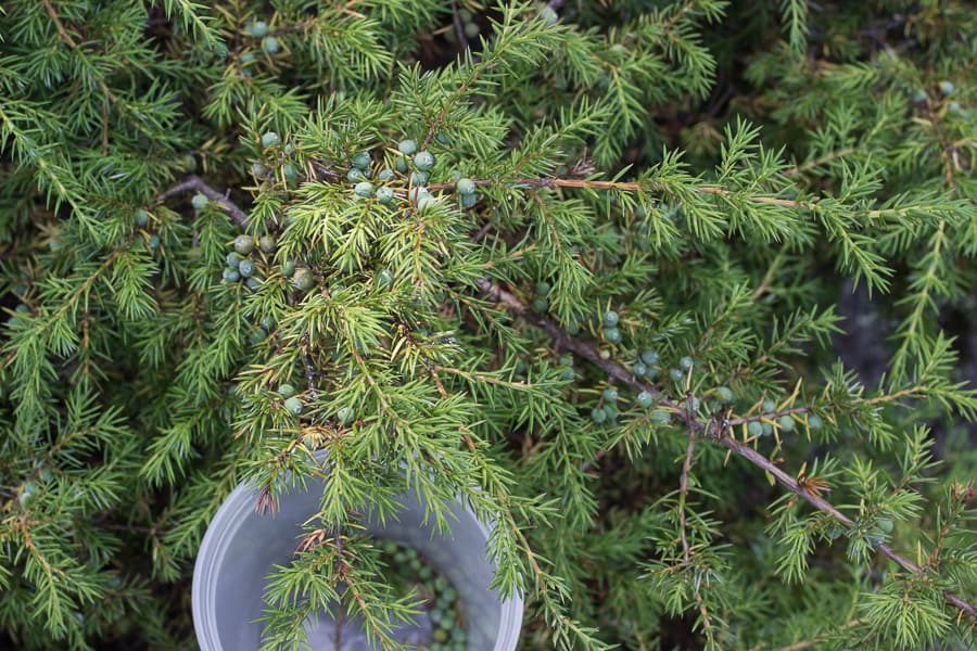 foraged wild juniper 