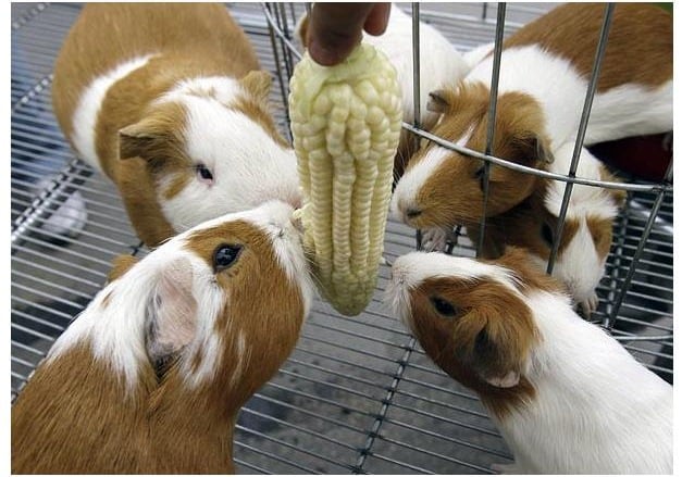 National day of the guinea pig in Peru. Photo: Amusingplanet.com
