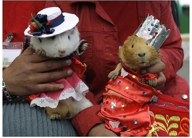 National day of the guinea pig in Peru. Photo: Amusingplanet.com