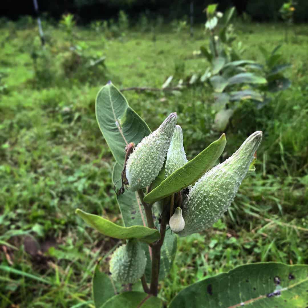 edible milkweed pods in a pasture.